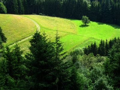 Schwarzwald-Lichtung mit Wanderweg