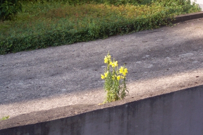 Blumen zwischen Beton