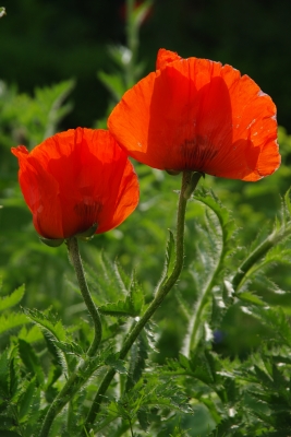 Zweimal Mohn