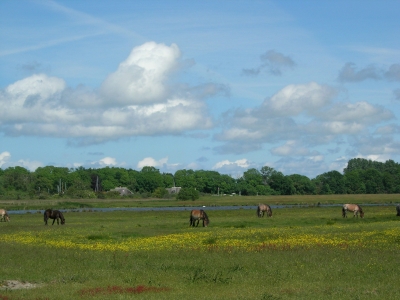 Hiddensee: Idylle