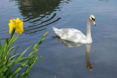 ein lieber Schwan