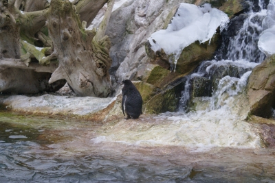 Der einsame Pinguin