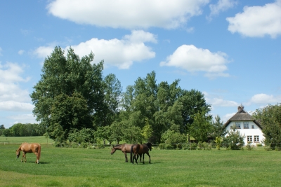 Pferde mit Bauernhaus
