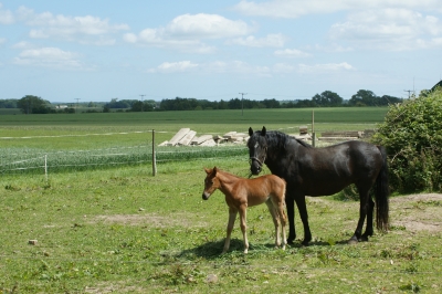 Pferd mit Fohlen