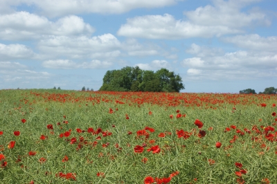 Mohnblumen mit Busch