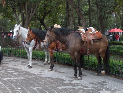 3 Polizeipferde in Mexico Stadt