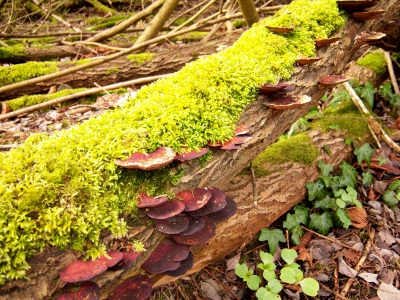 Moss-bewachsener Baum mit Pilzen