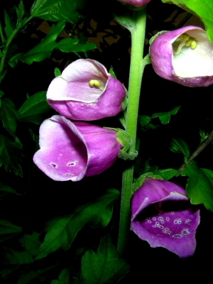 Blütenmacro, Roter Fingerhut - Digitalis purpurea