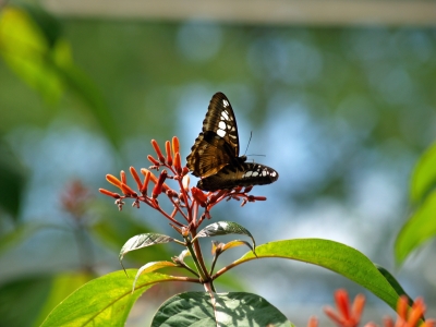 Schmetterling auf Blüte