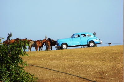 Pferde und Auto Varadero