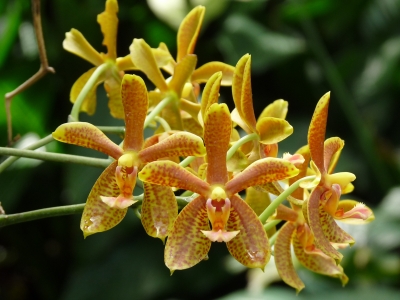 Getupfte Orchidee
