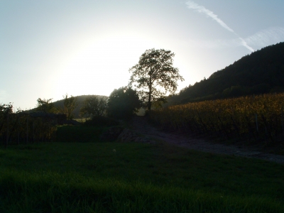Sonnenuntergang im Weingebiet
