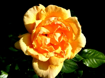 gelbe Rosenblüte