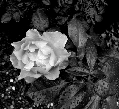 regennasse Rose in schwarz weiss