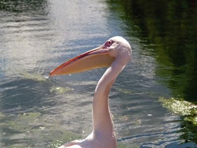 Pelikan - schaut dich an