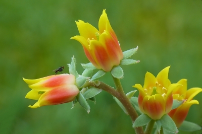 Blüten eines Dickblatts