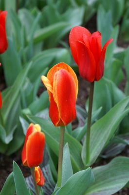 Dreierformation von Tulpen