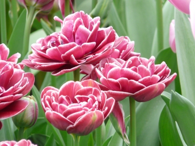 Tulpen in ihrer schönsten Form und Farbe