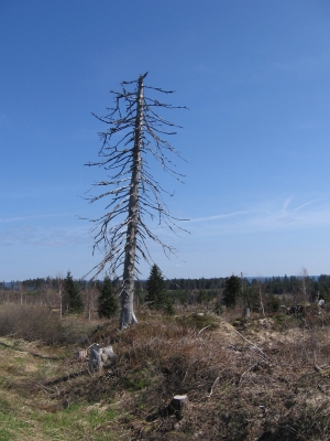 Sterbender Baum im Schwarzwald