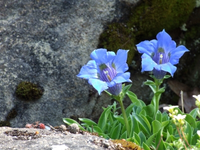 Zwei blaue Blumen im Sonnenlicht (Gentiana ligustica)