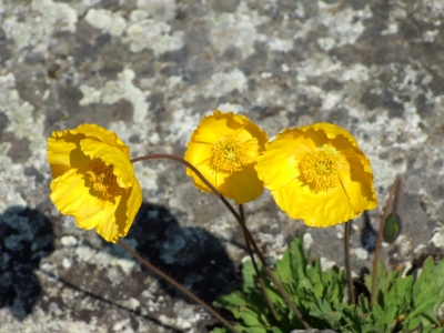 Drei gelbe Mohnblumen vor Fels