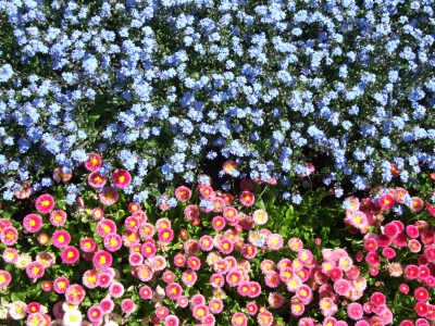 Blumenpracht mit hellblauen und hellroten Blumen