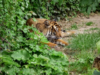 Tiger im Versteck
