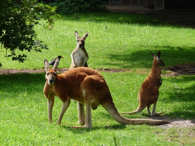 Känguruhfamilie