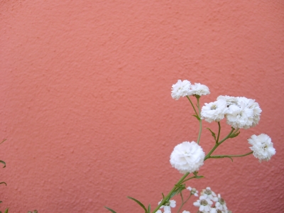weiße Blume vor roter Wand