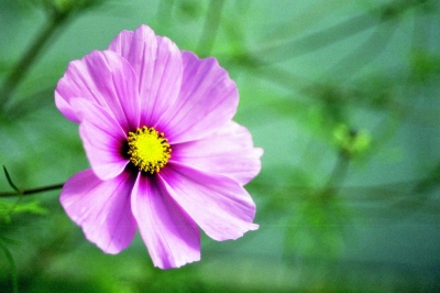 Cosmea