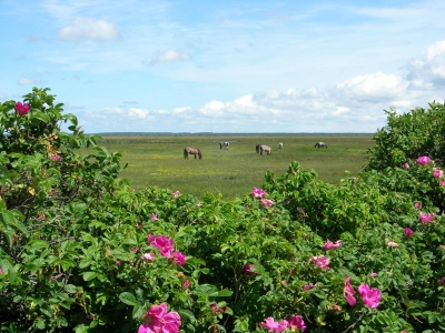 Hiddensee: Idylle mit Pferden
