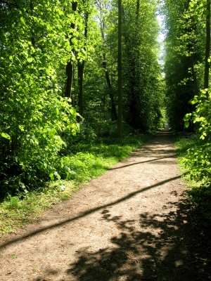 Der Waldweg im frischen Maigrün