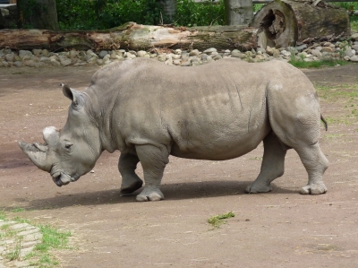 Breitmaulnashorn