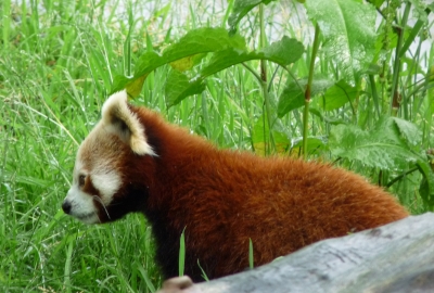 Kleiner Panda
