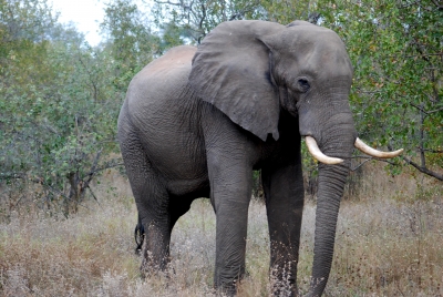 Elefant im Morgengrauen