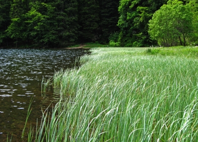 Naturschutzgebiet Feldsee mit Seegras