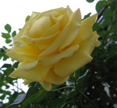 Rose in gelb