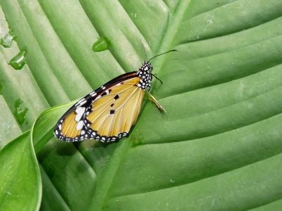Gelber Schmetterling