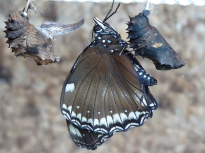 Frisch geschlüpfter Schmetterling