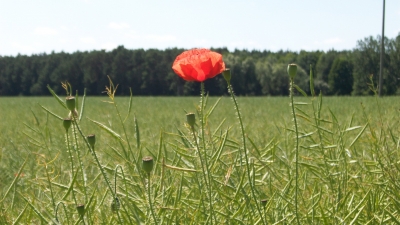 Mohn im Feld