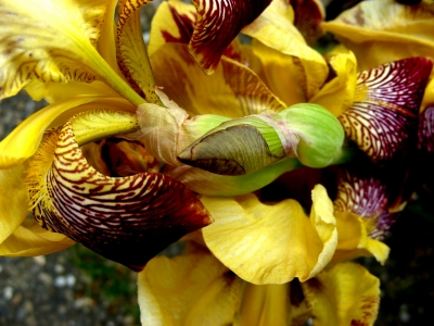 Deutsche Schwertlilie gelb Blütenmakro
