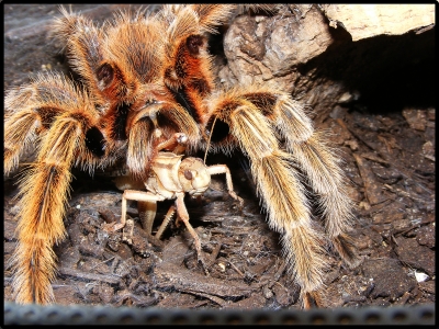 Grammostola Rosea 001