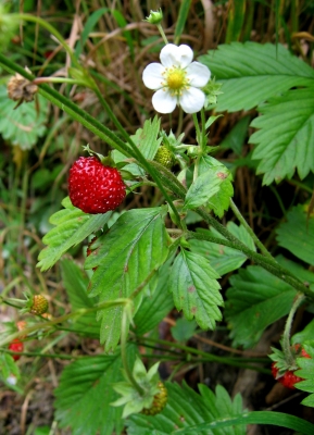 Blüte und Beere