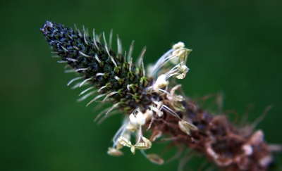 Spitzwegerichblüte