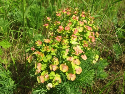 Wiesenwolfsmilch