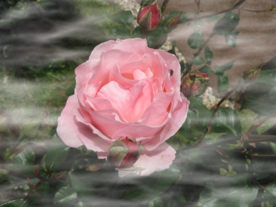 Rose im Nebel