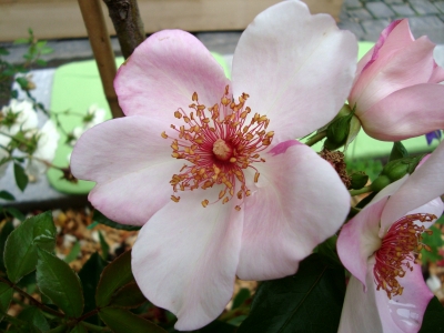 einfache Rosenblüte