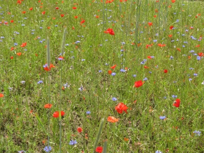 Sommerblüten