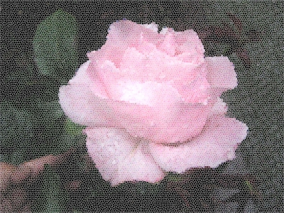 Rose mal anders