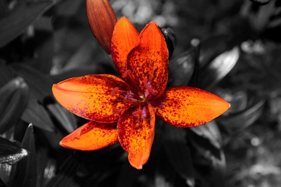 Lilie im Farbkontrast